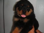 Rottweiler Pups - Rottweiler Dog