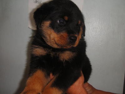 Rottweiler Pups - Rottweiler Dog