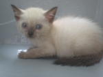 Powder (For Adoption Again) - Siamese Cat