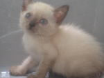 Powder (For Adoption Again) - Siamese Cat