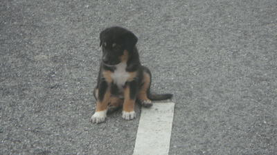 Black Black - Mixed Breed Dog