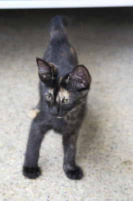 Kahlua - Domestic Short Hair + Tortoiseshell Cat