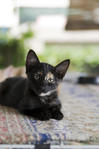 Kahlua - Domestic Short Hair + Tortoiseshell Cat