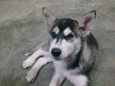 Husky Puppy - Husky Dog