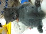 Mix Persian - Gray (Reserved) - Domestic Long Hair Cat