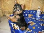 Tonny - Australian Terrier Dog