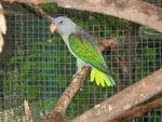 Pau N Pee  - Budgie/Budgerigar Bird