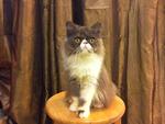 Flat Persian Kitten Black Shaded - Persian Cat