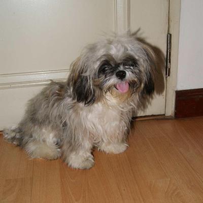 Jimmy - Shih Tzu Dog