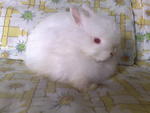 Jersey Wooly - Jersey Wooly Rabbit