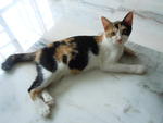 Calico - Domestic Short Hair Cat