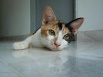 Calico - Domestic Short Hair Cat