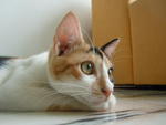 Calico - Domestic Short Hair Cat