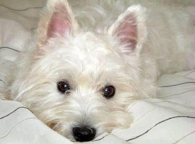 PF31617 - West Highland White Terrier Westie Dog