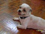 Rocco - Shih Tzu Mix Dog