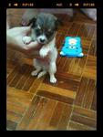 Chihuahua With Mka For Sales Rm1280 - Chihuahua Dog