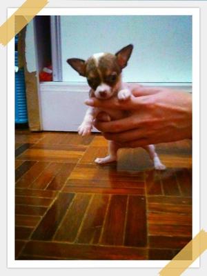 Tcup Chihuahuawith Mka Rm1380 - Chihuahua Dog