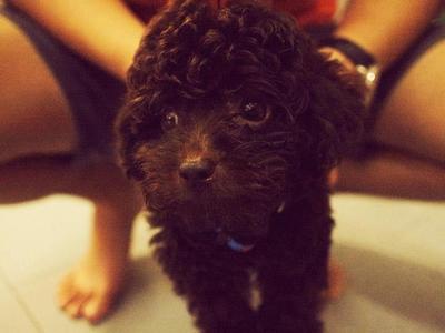 Toy Poodle Coca Cola  - Poodle Dog