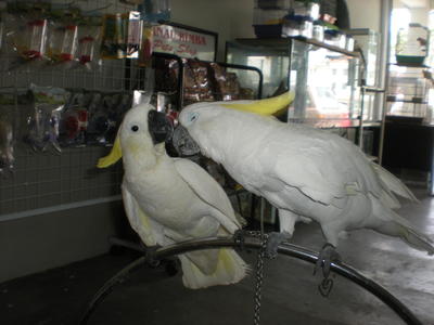 Greater Sulphur Cockatoo - Cockatoo Bird