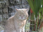 Posing male cat 2