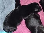 Black Labrador - Black Labrador Retriever Dog