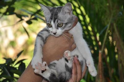 Baru - Domestic Short Hair Cat