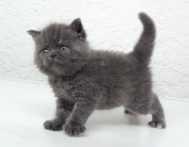 British Shorthair Kitten Sold - 7 Years 10 Months, British Shorthair ...