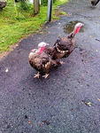 Turkey / Ayam Belanda For Sale  - Turkey Bird