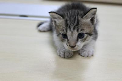 3 Little Kittens For Adoption - Domestic Medium Hair + Domestic Short Hair Cat