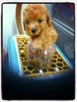 Brown Tcup Poodle For Sales Rm1180 - Poodle Dog