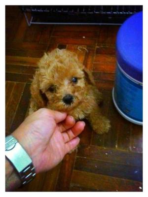 Brown Tcup Poodle For Sales Rm1180 - Poodle Dog