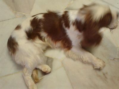 Shino &amp; Kaemon  - Cavalier King Charles Spaniel Dog