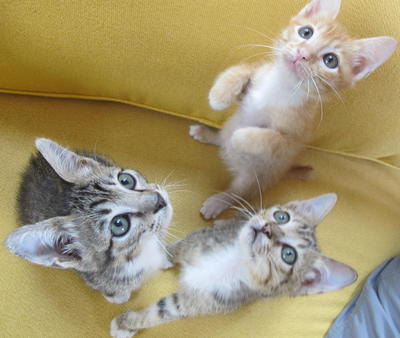 Jimmy, Jack &amp; Joe - Domestic Short Hair Cat