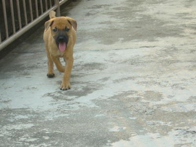 Pipi - Pup  - Mixed Breed Dog