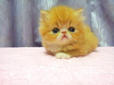 Persian Kitten Sold - 8 Years 4 Months, Flat Face Persian ...