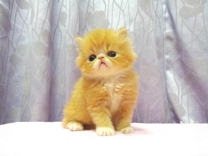 Persian Kitten Sold - 8 Years 5 Months, Flat Face Persian Kitten