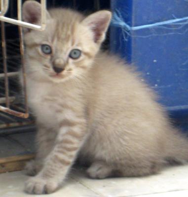 White Tiger - Siamese Cat