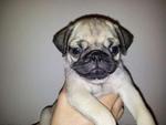 Pug Puppy - Pug Dog