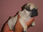 Pug Puppy - Pug Dog