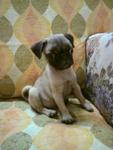 Pug Puppy - Pug Dog