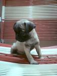 Pug Puppy - Pug Dog