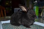 Mini Rex, Fb1 - Mini Rex Rabbit