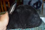 Mini Rex, Fb1 - Mini Rex Rabbit