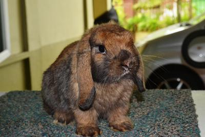 Sjb Holland Lop - Holland Lop Rabbit