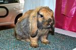 Sjb Holland Lop - Holland Lop Rabbit