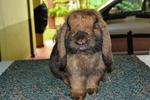 Sjb Holland Lop - Holland Lop Rabbit