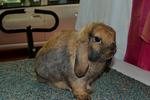 Sjb Holland Lop - Holland Lop Rabbit