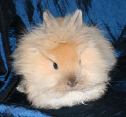 Lionhead + Jersey Wooly Bunny Adopted - 12 Years 5 Months, Coco from ...