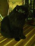 Caspian - Domestic Long Hair Cat