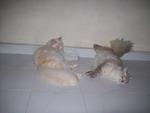 Abang &amp; Adik - Persian + Domestic Long Hair Cat